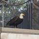 Image for article titled My Journey To Photograph All The Wildlife In The Division 2